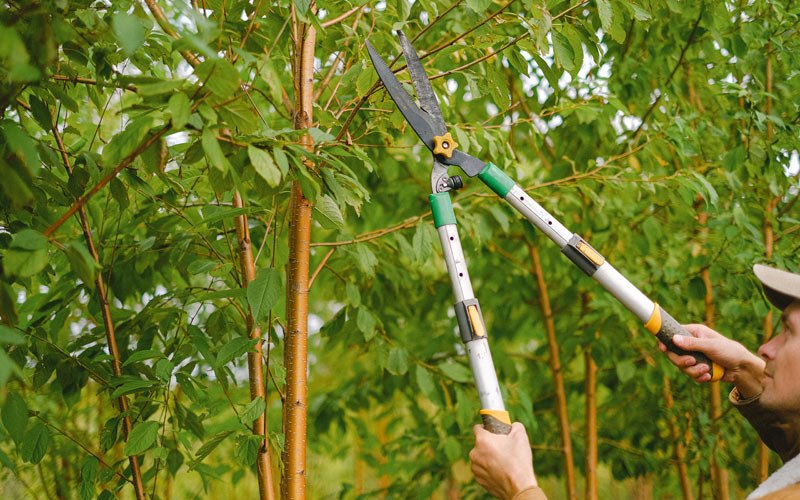 Tree trimming in Turlock, CA